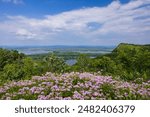 A Mississippi River scenic landscape with wildflowers in the foreground.