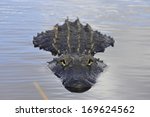 Mississippi-Alligator, Alligator mississippiensis, American Alligator, Anhinga Trail, Everglades, Florida, USA