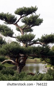 Missouri Botanical Gardens Japanese Pine