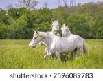 Missouri Wild Horses in the Ozark National Scenic Riverways