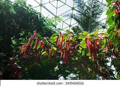 Bilder Stockfotos Und Vektorgrafiken St Louis Botanical Garden