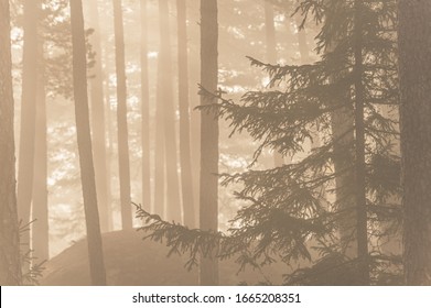 Mist In Beautiful Swedish Forest