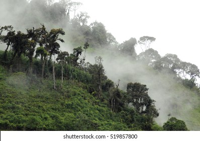 Mist In The Cloud Forest In Ecuador