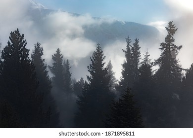 Mist covered trees in the mountains - Shutterstock ID 1871895811