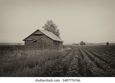 The mist covers the barns on the fields of the Northern Finland.