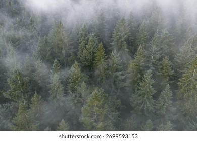 Mist flows through the forests surrounding Portland, Oregon. This scenic Pacific Northwest region is known for its vast forests and rugged Cascade mountains.