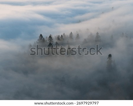 Mist flows through the forests surrounding Portland, Oregon. This scenic Pacific Northwest region is known for its vast forests and rugged Cascade mountains.
