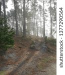 Mist In Forest
