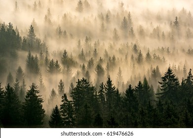 mist forest