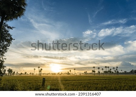 Mist in golden light paddy field and palm trees nature scenary wallpaper Nature