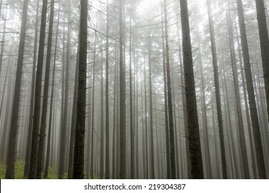 Mist In The Mountain Forest