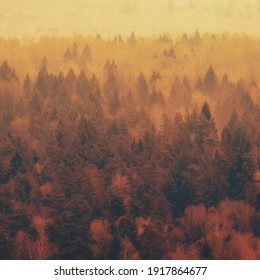 Mist On Trees In The Night Forest. Top View Of The Trees In The Evening Park