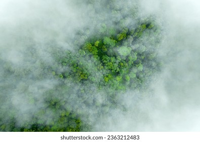 Mist on tropical rainforest mountain, Tropical forests can increase the humidity in air and absorb carbon dioxide from the atmosphere. - Powered by Shutterstock