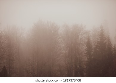 Mist And Sleet Storm Over A Cone Tree Forest In The Romanian Carpathian Mountains During A Cloudy And Cold Winter Day.