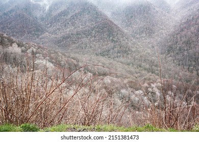 Mist And Snowfall In The High Country, Great Smoky Mountains National Park, Tennessee