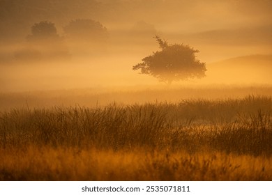 Mist at sunrise over the Veluwe heath creates an African-like scene. The solitary tree on the heath during a misty morning, with the rising sun casting a delightful golden glow.  - Powered by Shutterstock