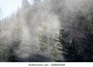 Mist through the trees