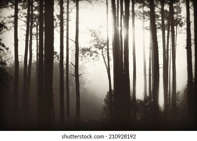 Mist Through the Trees