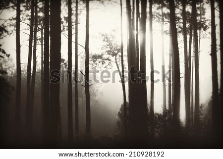 Mist Through the Trees