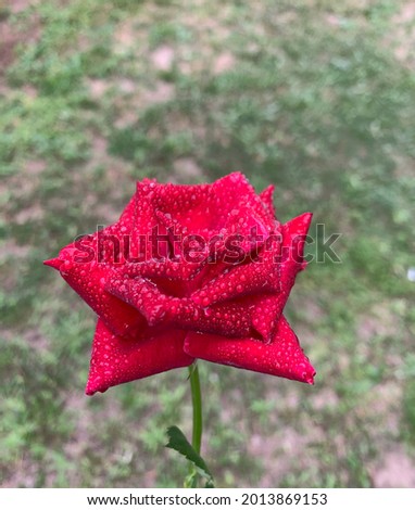 Misted rose with crazy texture