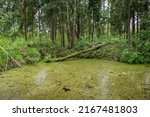Mistery log covered with moss in swampy standing water