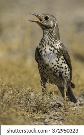 Mistle Thrush