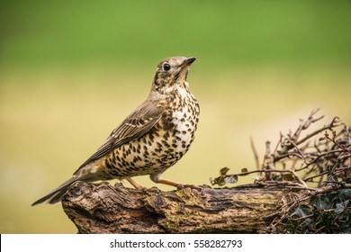 Mistle Thrush