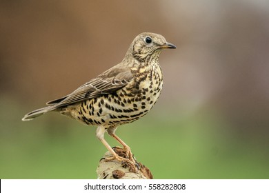 Mistle Thrush