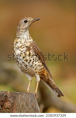 Similar – Image, Stock Photo juvenile starling on lawn