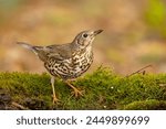 The mistle thrush (Turdus viscivorus), also spelled missel thrush, is a bird common to much of Europe, temperate Asia and North Africa