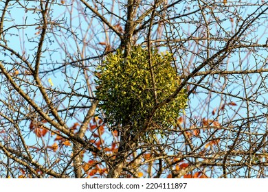 Mistletoe aka viscum is parasite plant growing on trees. Closeup view of mistletoe on bare tree on blue sky background.
