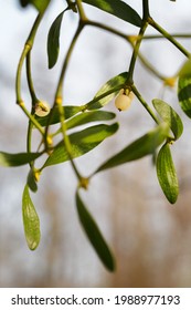 Mistletoe Ball On A Plant With Green Leaves.