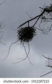 Mistletoe Ball Under A Gray Sky In A Forest In The Paris Region