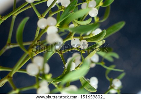 Mistletoe branch with green leaves and white berries on a dark gray background. Close-up