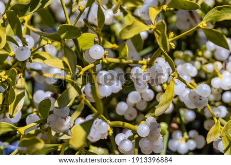 Mistletoe branch with green leaves and white ripe berries