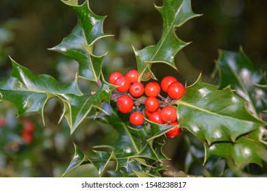 mistletoe branch with red berries, taken on a sunny day