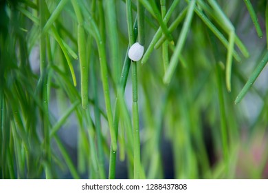 Mistletoe Cactus 