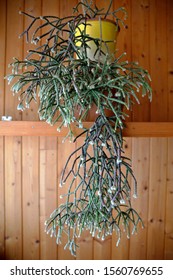 Mistletoe Cactus, Rhipsalis Plant, Close Up