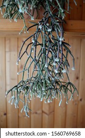 Mistletoe Cactus, Rhipsalis Plant, Close Up