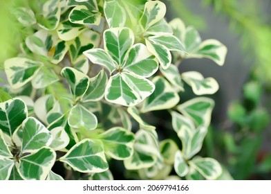 234 Ficus Deltoidea Images, Stock Photos & Vectors | Shutterstock