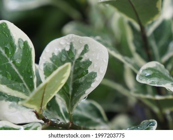 Mistletoe Fig or Mistletoe Rubber Plant Scientific name is Ficus deltoidea Variegated. It is a deciduous plant up to 7 meters tall. The trunk is gray with white resin.
