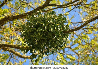 mistletoe in a fruit tree in autumn