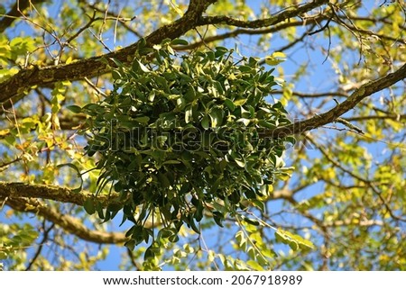 mistletoe in a fruit tree in autumn
