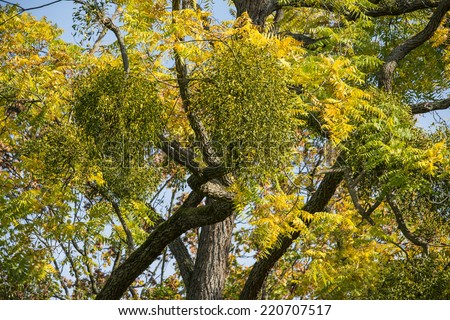 Mistletoe on convoluted tree