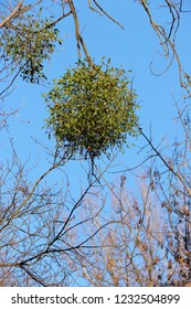 Mistletoe In The Tree Top