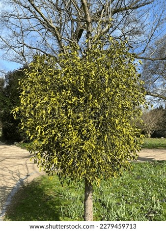 Mistletoe, Viscum album, is a parasite that lives on our native trees.