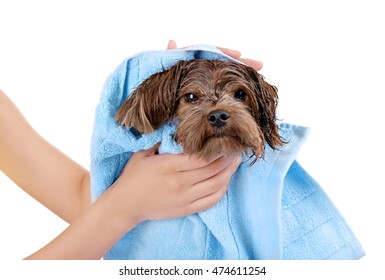 Mistress Drying Her Dog With Towel On White Background