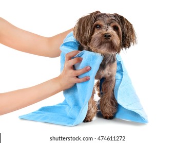 Mistress Drying Her Dog With Towel Isolated On White