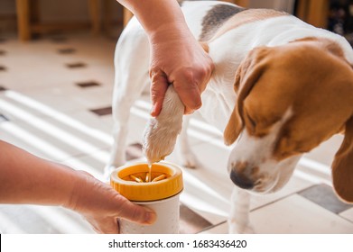 The Mistress Washes The Dog’s Paws For A Beagle And Wipes The Wet Paws With A Rag. Glass For Washing Paws. Paw Washing Device