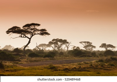 Misty African Fogy Landscape